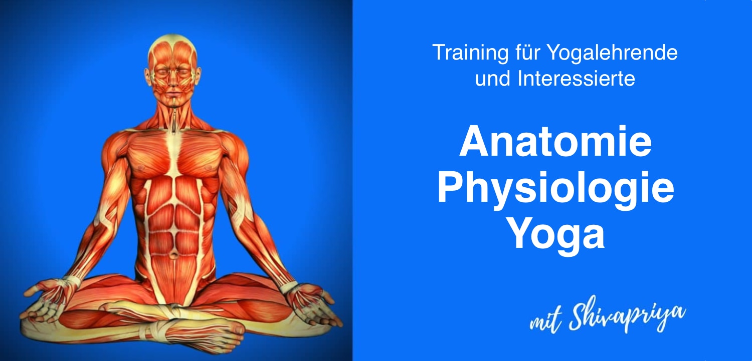 Anatomie Training